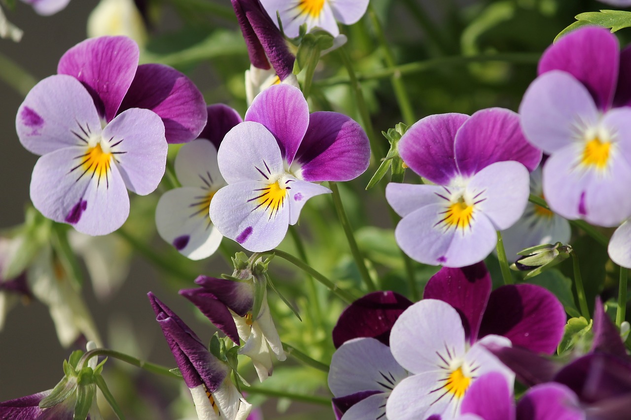 Flor Amor Perfeito